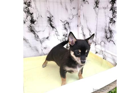 成約済の茨城県のミックス犬-235805の3枚目