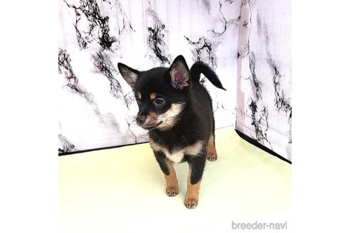 成約済の茨城県のミックス犬-237823の15枚目