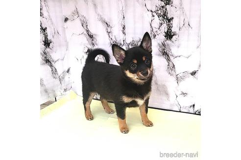 成約済の茨城県のミックス犬-237823の14枚目