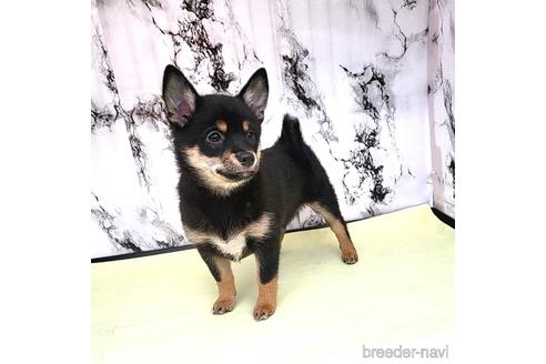 成約済の茨城県のミックス犬-237823の12枚目