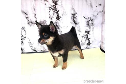 成約済の茨城県のミックス犬-237823の13枚目