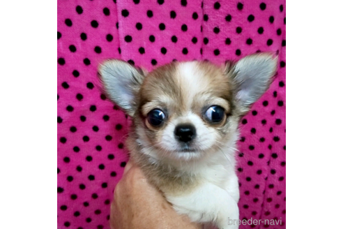 成約済の京都府のチワワ(ロングコート)-236273