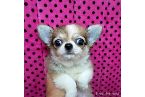 成約済の京都府のチワワ(ロングコート)-236273の3枚目