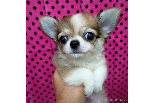 成約済の京都府のチワワ(ロングコート)-236273の2枚目