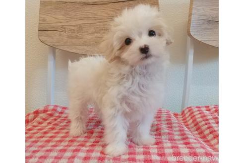 成約済の静岡県のマルプー:マルチーズ×トイプードル-232775の5枚目