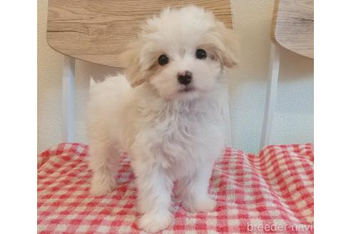 成約済の静岡県のマルプー:マルチーズ×トイプードル-232775の1枚目