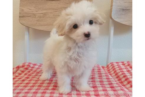 成約済の静岡県のマルプー:マルチーズ×トイプードル-232775の2枚目