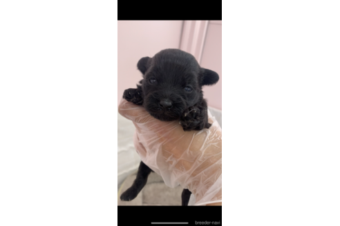 成約済の滋賀県のミックス犬-240154の1枚目