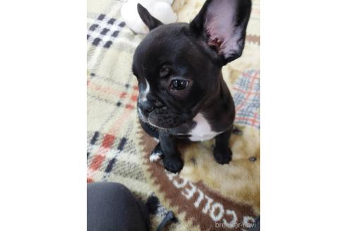 成約済の東京都のフレンチブルドッグ-240487の2枚目