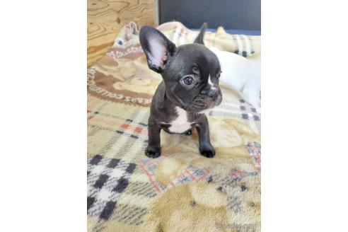 成約済の東京都のフレンチブルドッグ-240487の3枚目