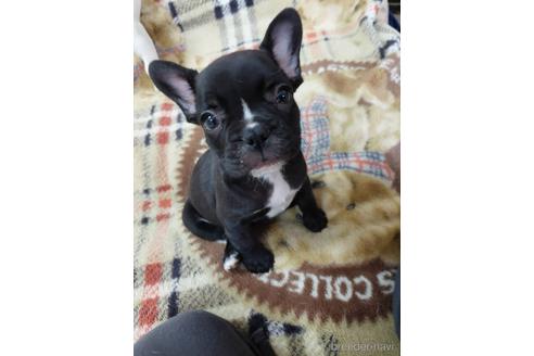 成約済の東京都のフレンチブルドッグ-240487の4枚目