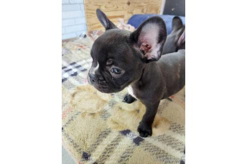 成約済の東京都のフレンチブルドッグ-240487の5枚目