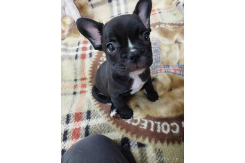 成約済の東京都のフレンチブルドッグ-240487の1枚目