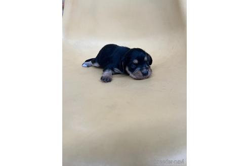 成約済の大阪府のミックス犬-240495の6枚目