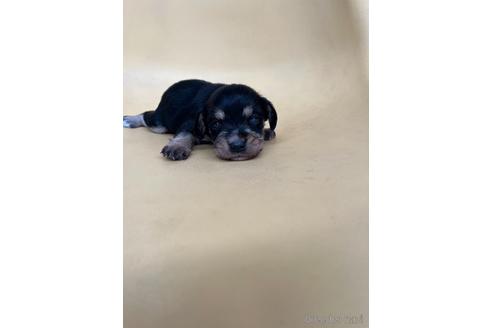 成約済の大阪府のミックス犬-240495の7枚目