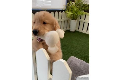 成約済の福岡県のゴールデンレトリーバー-233875の2枚目