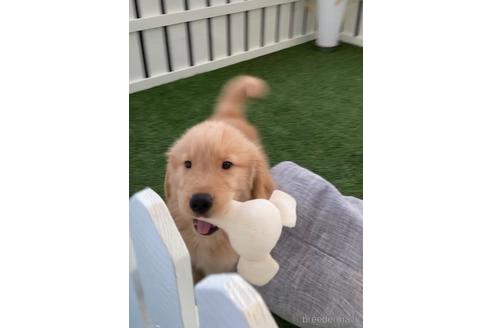 成約済の福岡県のゴールデンレトリーバー-233875の3枚目