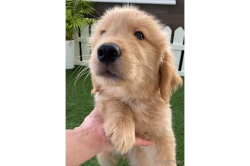 成約済の福岡県のゴールデンレトリーバー-233875の4枚目