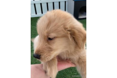 成約済の福岡県のゴールデンレトリーバー-233875の5枚目