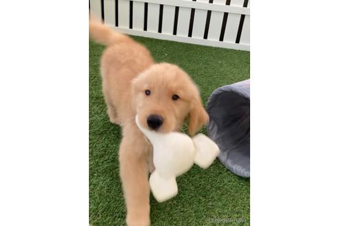 成約済の福岡県のゴールデンレトリーバー-233875の6枚目