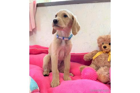 販売中の長野県のミックス犬-231694