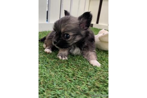 成約済の福岡県のミックス犬-237324の7枚目