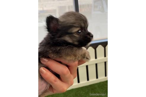 成約済の福岡県のミックス犬-237324の8枚目