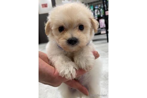成約済の福岡県のマルプー:マルチーズ×トイプードル-237409の2枚目