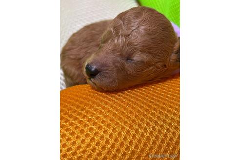 成約済の福岡県のタイニープードル-240576の3枚目
