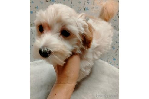 成約済の埼玉県のマルプー:マルチーズ×トイプードル-217644の3枚目