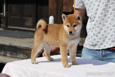 成約済の愛媛県の柴犬-239166の1枚目