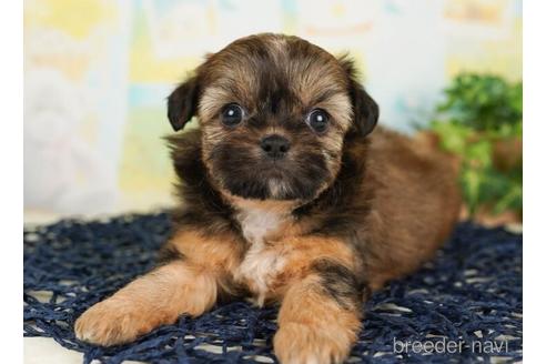 成約済の千葉県のミックス犬-240605の2枚目