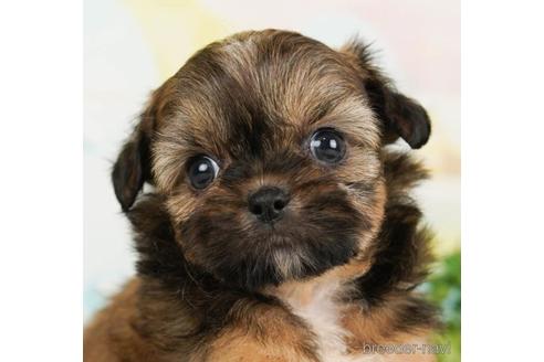 成約済の千葉県のミックス犬-240605の1枚目