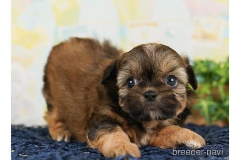 成約済の千葉県のミックス犬-240605の4枚目