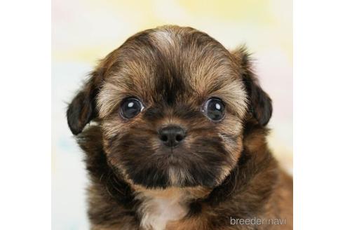 成約済の千葉県のミックス犬-240605の5枚目