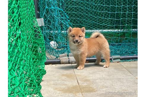 販売中の岐阜県の豆柴-240622