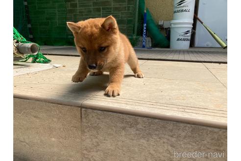 販売中の岐阜県の豆柴-240625