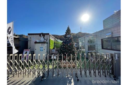 成約済の愛知県のビーグル-240636の10枚目