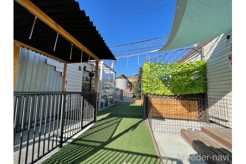 成約済の愛知県のビーグル-240636の9枚目