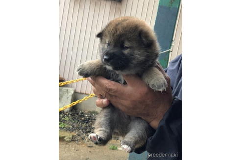 成約済の三重県の柴犬-240647の6枚目