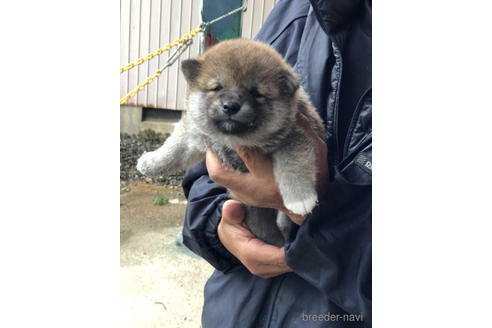 成約済の三重県の柴犬-240647の7枚目