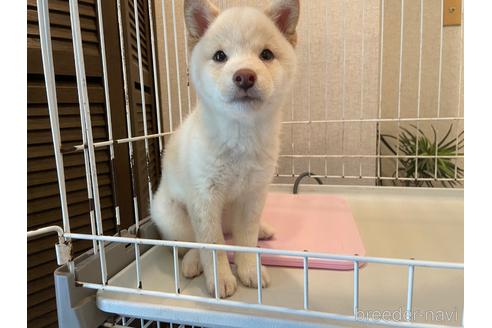 成約済の兵庫県の豆柴-240658の3枚目