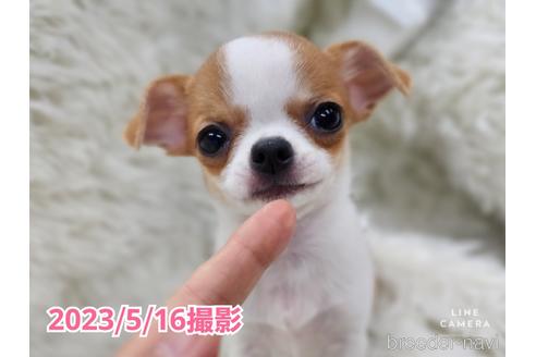 成約済の東京都のチワワ(スムースコート)-228207の7枚目