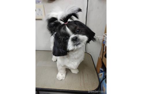 小梅【チーちゃん】です❣️ちゃん1枚目