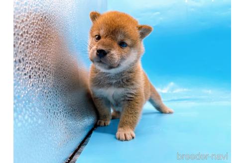 成約済の東京都の柴犬-239989の6枚目