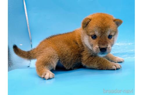 成約済の東京都の柴犬-239989の7枚目