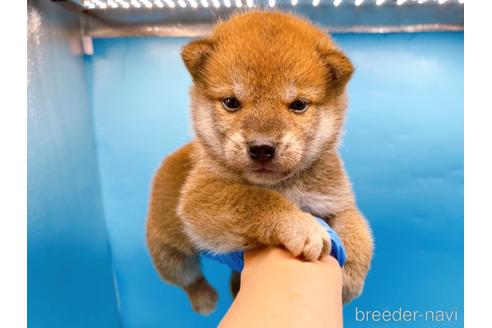 成約済の東京都の柴犬-239989の3枚目