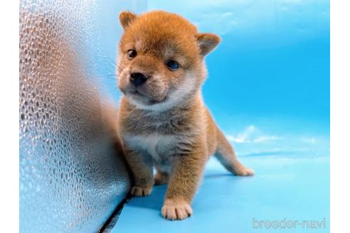成約済の東京都の柴犬-239989の4枚目
