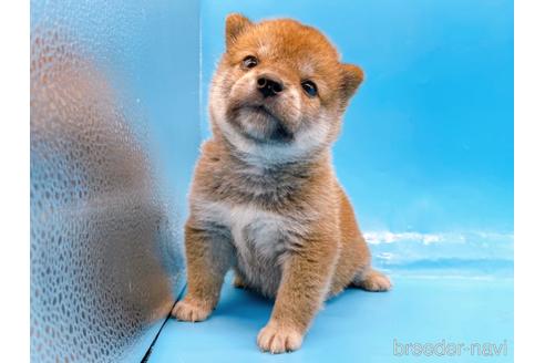 成約済の東京都の柴犬-239989の5枚目