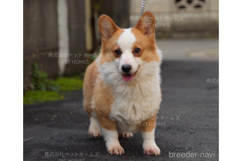 ののウェルシュコーギーペンブローク-